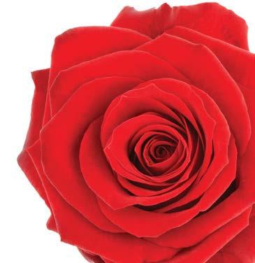 GFWC formally ADOPTED THE RED ROSE
