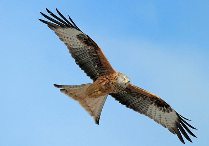 Why do red kites aggregate in Between 140 and 540 kites visit Reading each day especially residential areas Why? Human waste and refuse that once supported kites in cities now a scarcer resource.
