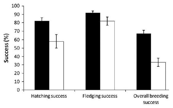 Breeding success of peregrines on and off