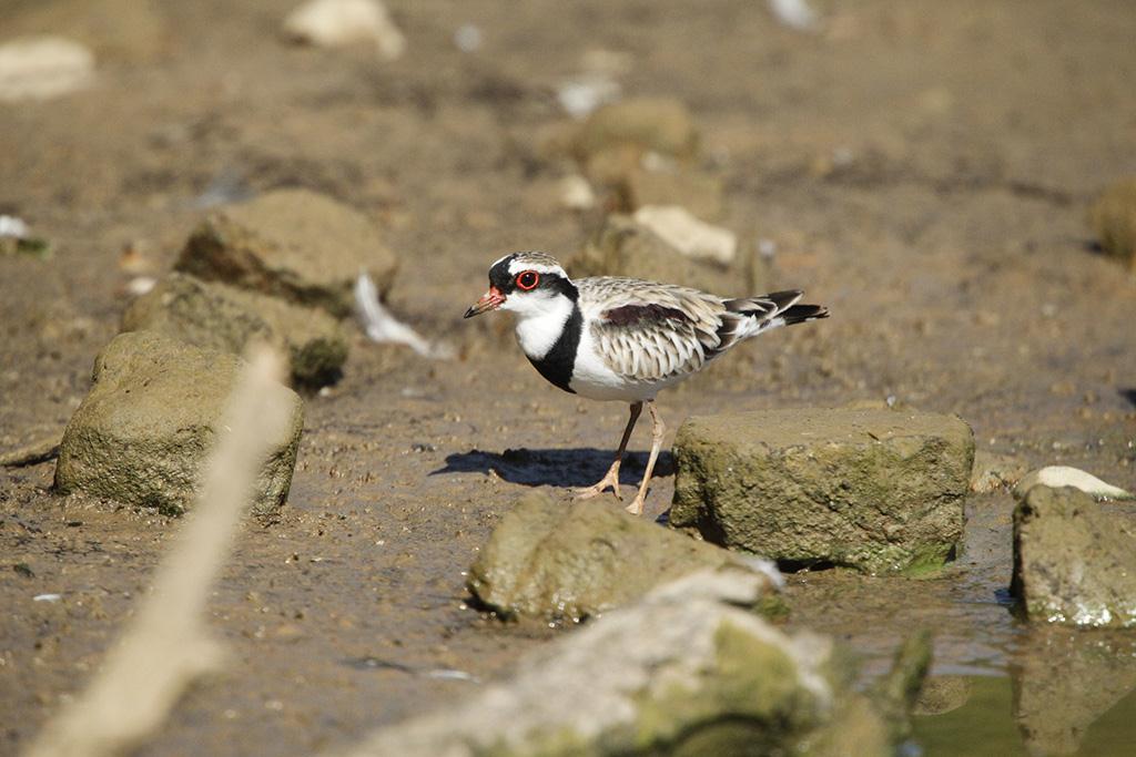 Improving your Image Tom Oliver This Black-fronted Dotterel image was submitted by Peter Crane.