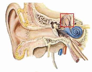 The Vestibular System Semicircular canals - sense angular rotation Otoliths - sense linear acceleration Provide information about head motion