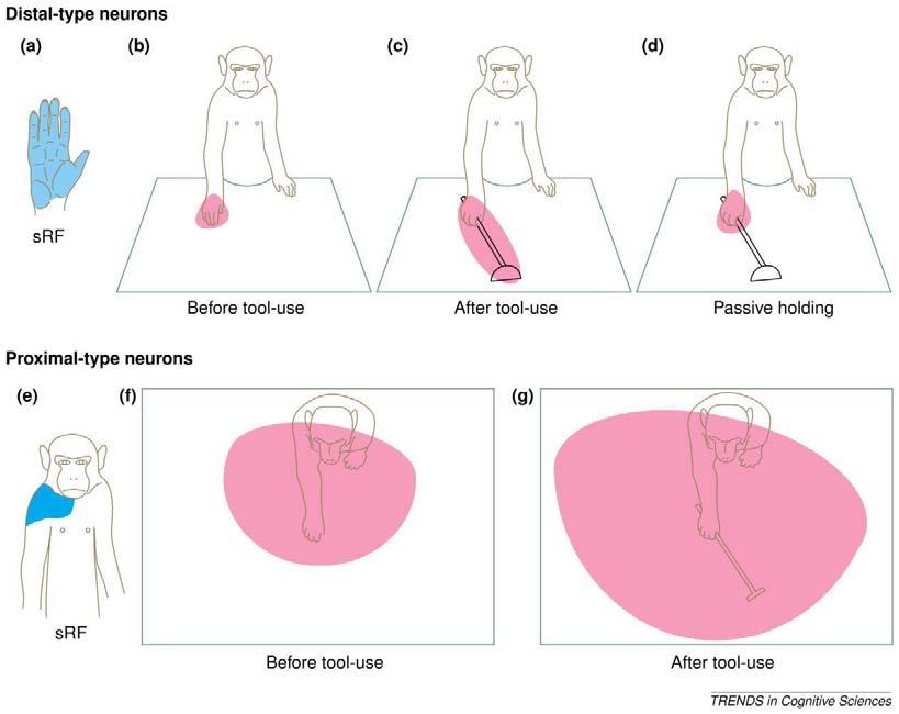 The importance of PERIPERSONAL SPACE in humans. Intrinsic PLASTIC BEHAVIOR [Iriki et al. 2004] Courtesy of Elsevier, Inc., https://www.sciencedirect.com.