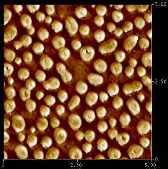 nanotube (5 µm x 5 µm) PS/PMMA