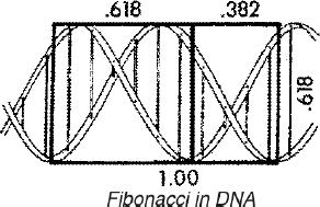 DNA & the Golden Proportion One double helix revolution spiral measures 34 angstroms long by 21 angstroms