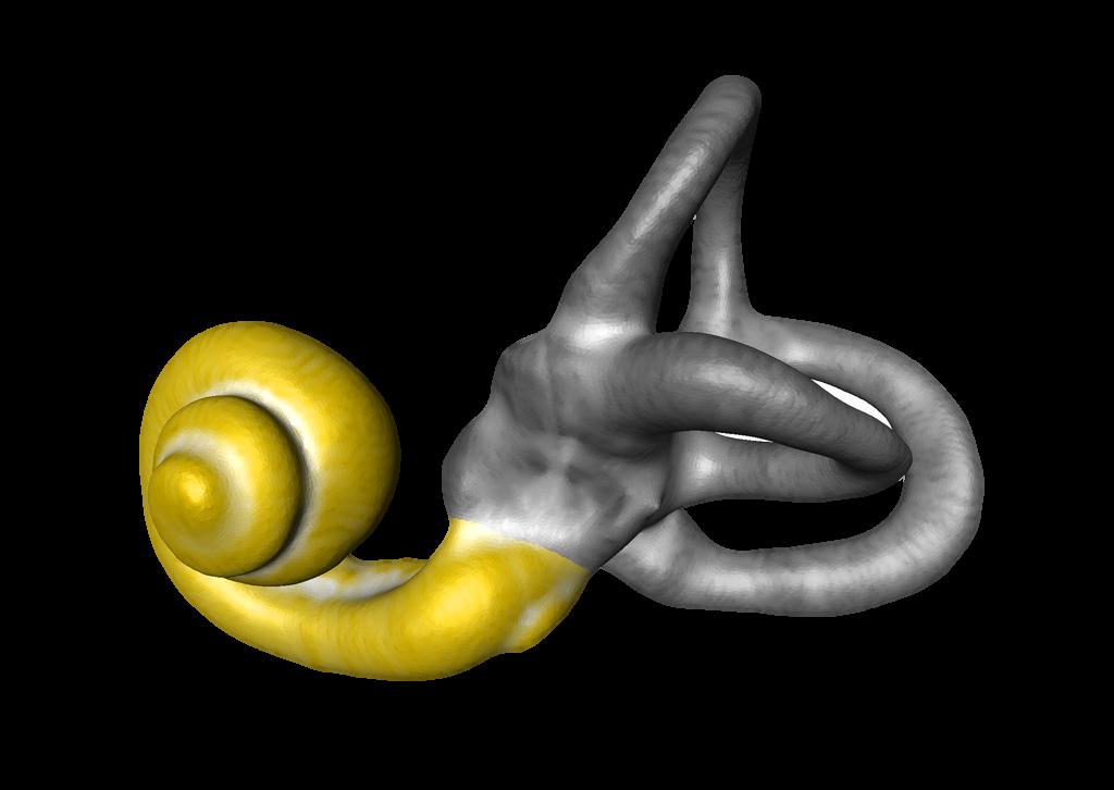 Model of a human ear revealing the spiraled