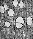 Softwood cell structure: 95% of cells are long fibres known as longitudinal