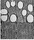 Hardwood cell structure: Fibers in hardwood are shorter than in softwood.