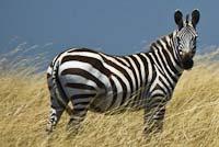 The Zebra was photographed in ideal conditions and shows virtually no noise. Note: these are crops from a full image.