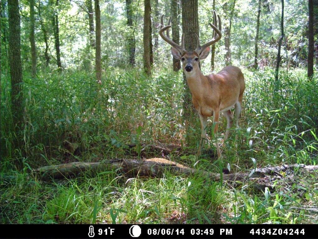 Deer Camera Survey Can be done any time of year depending on your goals For best harvest