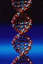 DNA Recognition DNA (non-technical) DNA