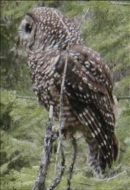 Introduction: Barred Owl and Spotted Owl Ecology Image from: smithsonian.