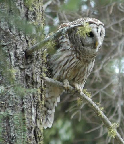 Does habitat overlap with barred owls influence spotted owl pair site occupancy dynamics?