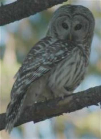 forest restoration on northern spotted owl