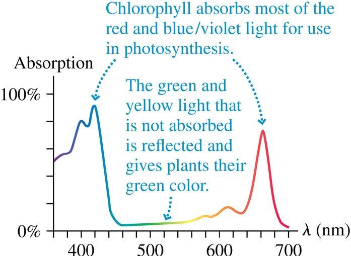 Colored Filters and Colored Objects The figure below shows the absorption curve of chlorophyll, which is essential for photosynthesis in green plants.