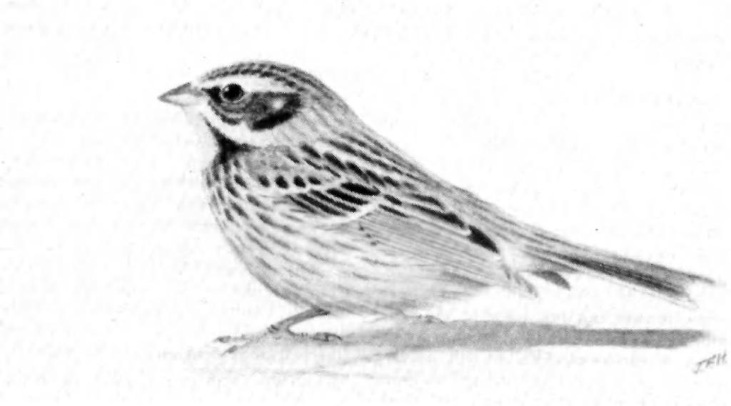 176 Identification of Pallas's Reed Bunting Fig. 1. First-winter female Pallas's Reed Bunt ng Emberiza pallasi, Shetland, September 1981 (painting by J F. Holloway) lower rear corner.