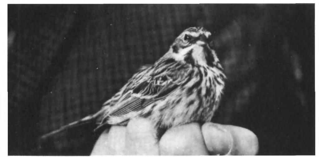 178 Identification of Pallas's Reed Bunting 70.
