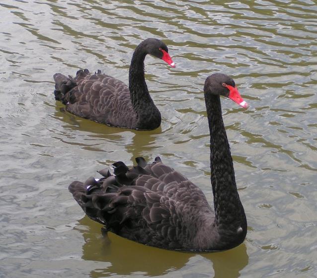 Black Swan Events Nassim Nicholas