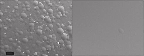 A. NIKROO AND D. WOODHOUSE BOUNCE COATING INDUCED DOMES ON GLOW DISCHARGE (a) (b) Fig. 4. (a) The surface of a 2 mm PAMs shell coated with 12 µm of GDP in a bounce pan.