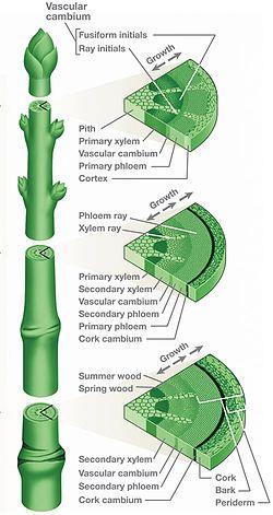 Tree growth Growth occurs in the vascular cambium which in which living cells divide and