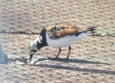 Ruddy Turnstone Arenaria interpres [M,W] Federal Listing State Listing Global Rank State Rank Regional Status N/A N/A G5 SNR Very High Photo by Pamela Hunt Justification (Reason for Concern in NH)