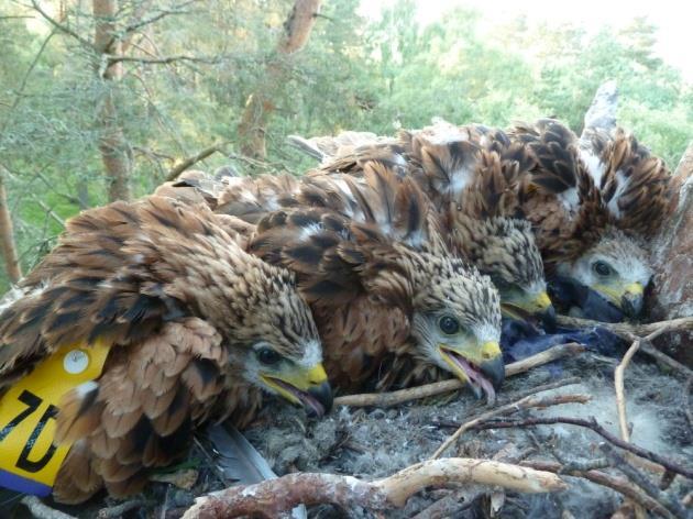 4.2 Red Kite Milvus milvus (Tables 2 & 3) With effect from 2013 the Rare Breeding Birds Panel is no longer reporting on Red Kite as the UK population now exceeds 2000 breeding pairs.