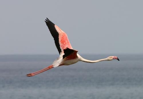 the action Expertly guided by a Naturetrek ornithologist Images (from top to bottom): Greater Flamingo, Azure-winged