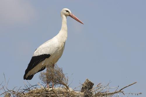 Clockwise from top-left: White Stork, Wood