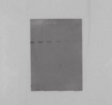 Western blot of Rabbit IgG detected with Amersham ECL Advance detection reagents. D.