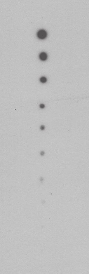 Western blot analysis with Kodak BioMax MS and films using rabbit IgG (155, 75, 37.5, 18.75, 9.37, 4.7, 2.34, 1.17, 0.58, 0.