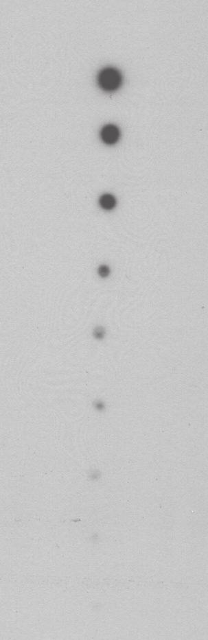 Application of Kodak BioMax MR and Hyperfilm MP to dot blots of 32 P (1991, 995, 796, 398, 199,