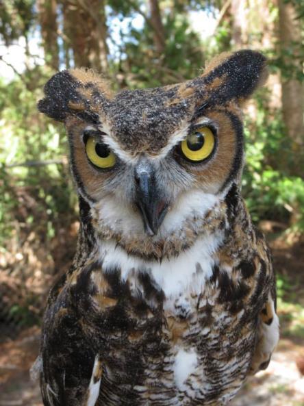 Our owls in St. Lucie County tend to be on the smaller end of the scale. Plumage also varies by geographic location.