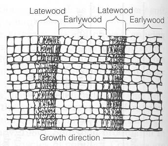 Structure of wood Growth
