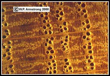 Structural features of wood Anisotropic properties Affect stiffness, strength, and shrinkage Tubular geometry of wood cells Page 11 Chemical composition The components of wood are: Cellulose, lignin,