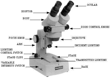MICROSCOPES One of the most important inventions in the advancement of Biology 1. Simple Microscopes ie.