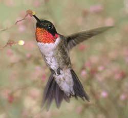 Migration Hinges on sources of flower nectar/insects Usually starts here in February/March Males go first/establish territories Hummers may stay