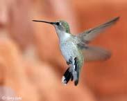 Hummingbird (Archilochus