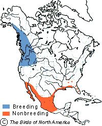 Northern most range Breeds all the way to Alaska Very Territorial