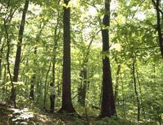 Maturing forest Since mid 1900 s: Has been a
