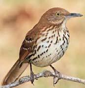 Brown thrasher most