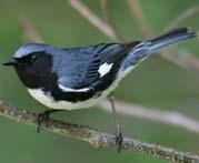 05) Each shrubland type supports a different abundance of each bird species