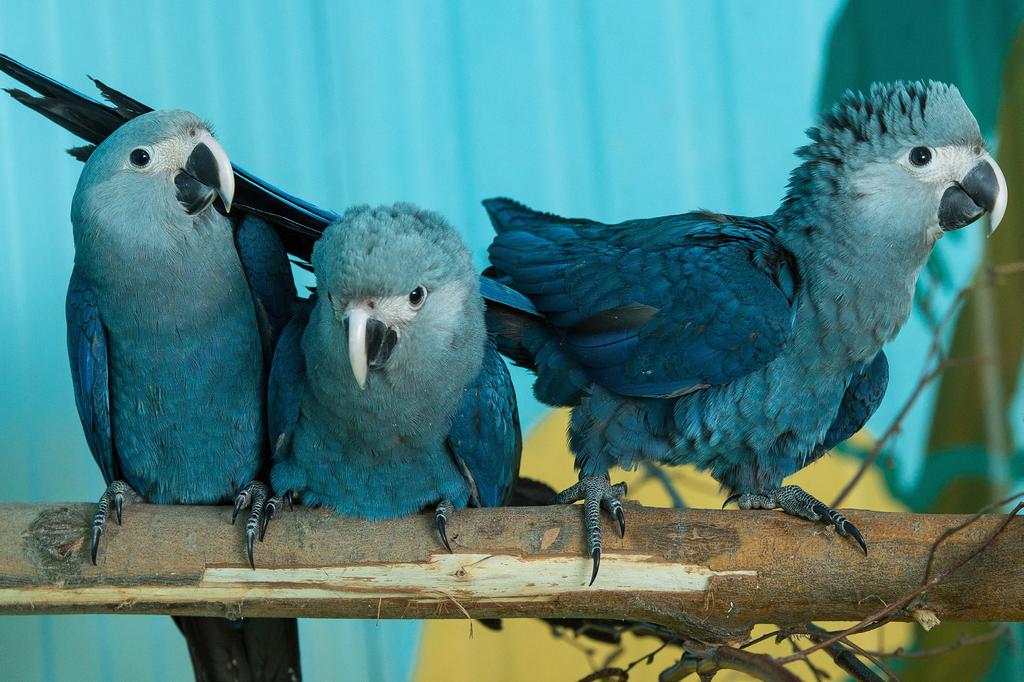 Article Analysis FirstNews Issue 639 14 20 September 2018 FRONT PAGE The stars of Rio and Rio 2 were Spix s macaws Getty. Rio pic: TM and 2013 Twentieth Century Fox Film Corporation.
