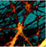 structures 0 µm Hippocampal Neurons Measure SICM s unique conductance feedback captures details of soft