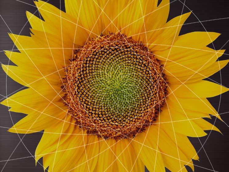 The Fibonacci Principle 3 5 1 2 1 13 8 The sunflower principle Nature is a master of engineering. For all nature s diversity, there is one shape which crops up time and time again.