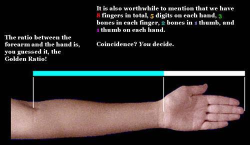 Arms length allows humans to reach, pull, extend, contract.