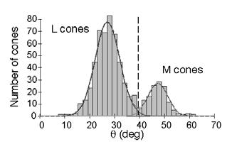 to the left of the cross-over of the two Gaussians as L-cones and the ones to the right as M-cones.
