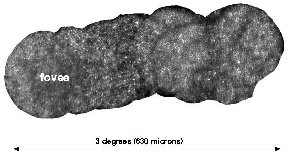 114 Y. Yamauchi, A. Roorda, D.R. Williams, J. Porter, A. Guirao Figure 4. Photoreceptor mosaic of the Macaque retina.