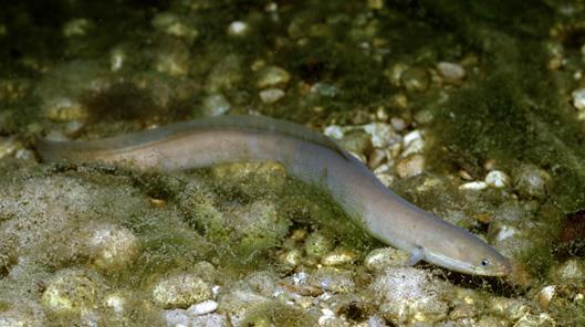 CITES and eels (Anguilla spp.) Karen Gaynor, Ph.D.