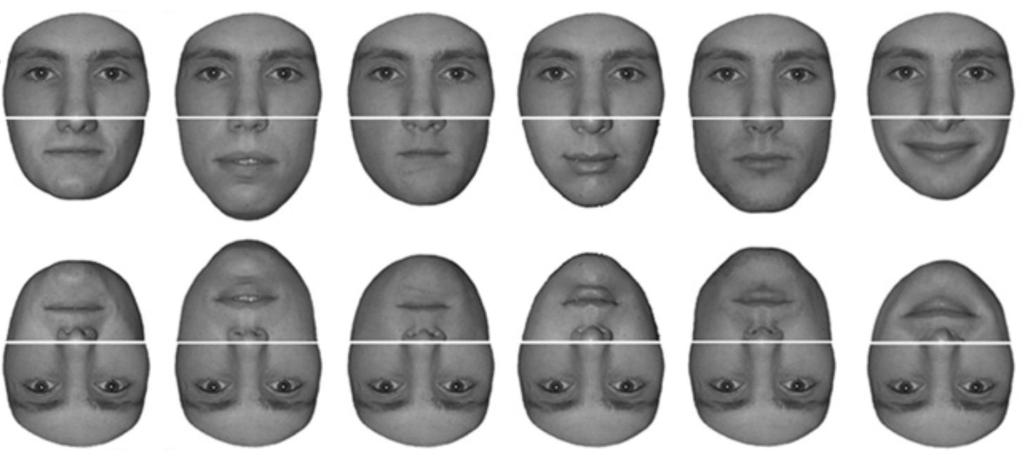 below, where it is more apparent in the inverted (and aligned) faces (bottom row) that the half of the face containing the eyes (now at the bottom) is the same in each image.