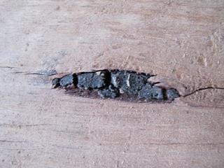 Bark pockets are a patch of bark partly or wholly enclosed in the wood.