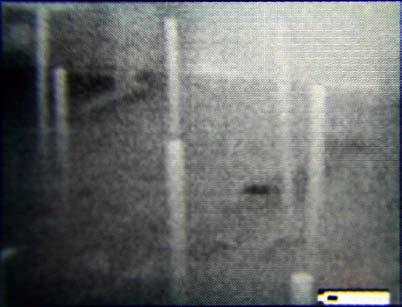 As a result they showed up clearly in the thermal images. However, they were invisible in the NVG image, because they were covered by opaque white sheets of paper.